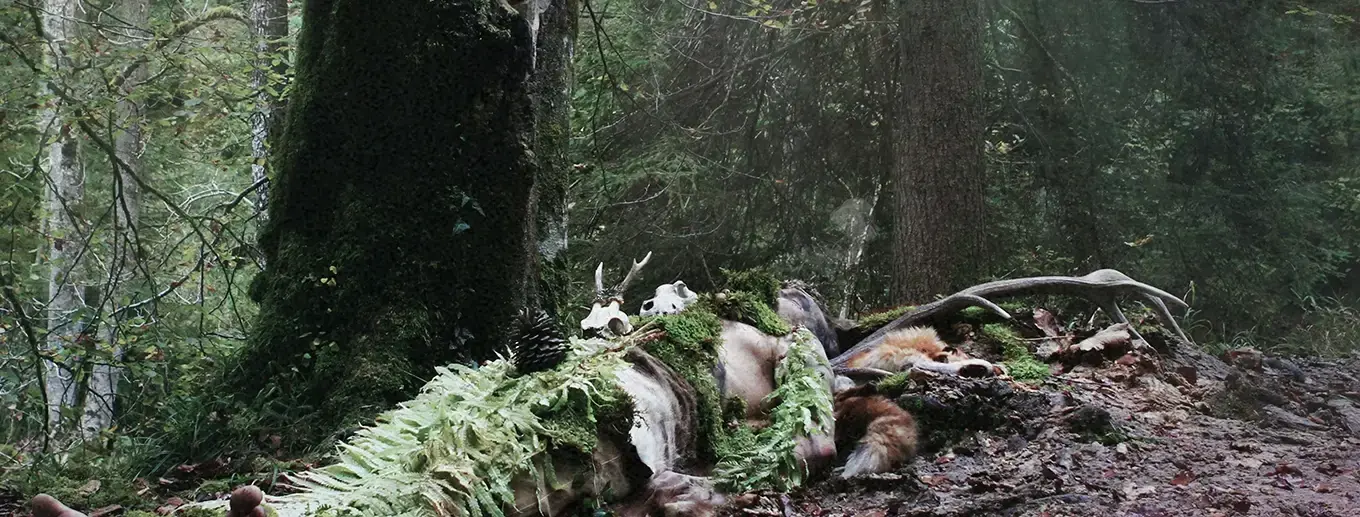 Old Growth Old Growth | Nature inspired Black Metal · Album