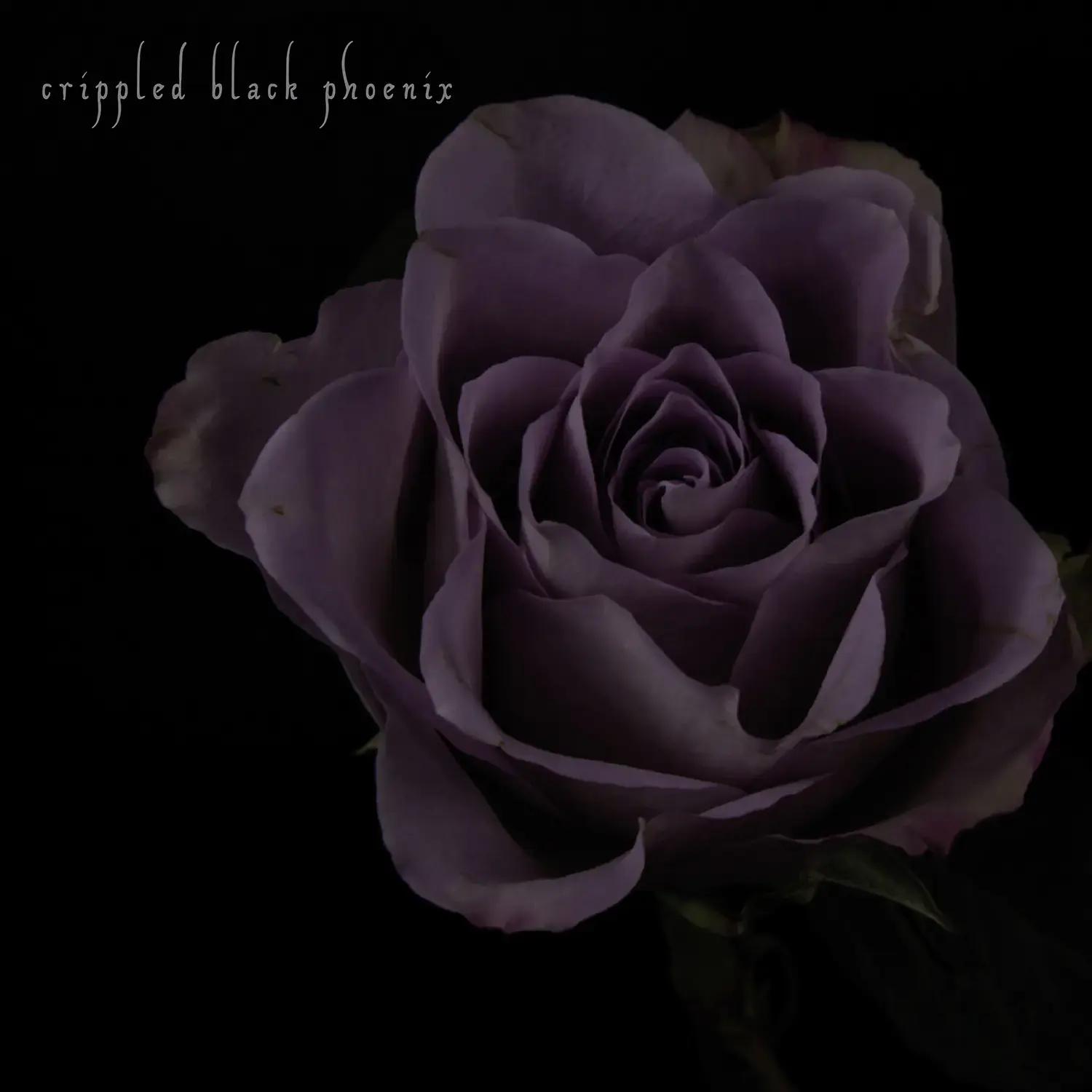 CRIPPLED BLACK PHOENIX - Painful Reminder / Dead Is Dead · GOLD/PURPLE 10" LP (Progressive Rock Vinyl) · Picture 1