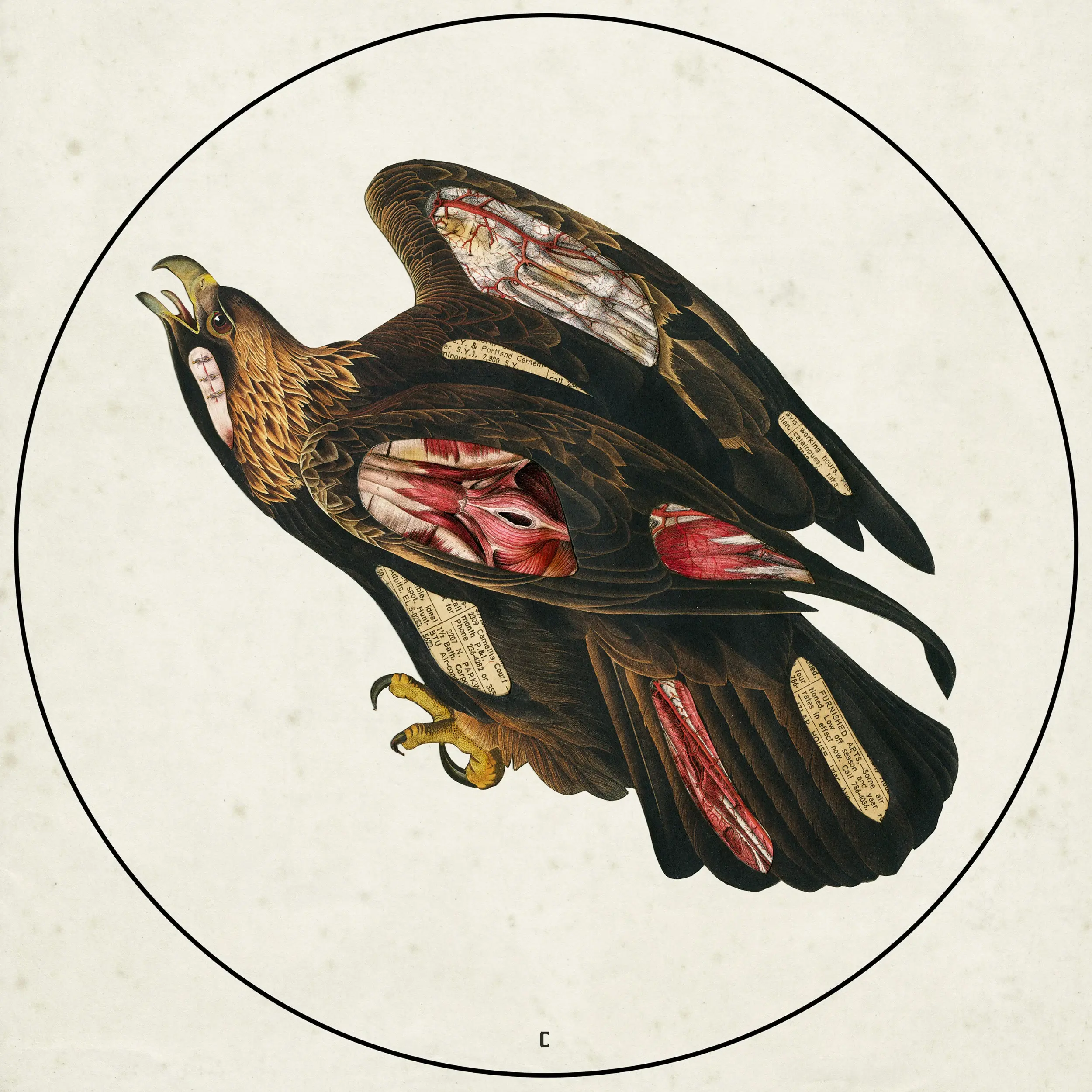 CLUTCH - Book Of Bad Decisions · PICTURE DLP (Stoner Rock Vinyl) · Picture 1