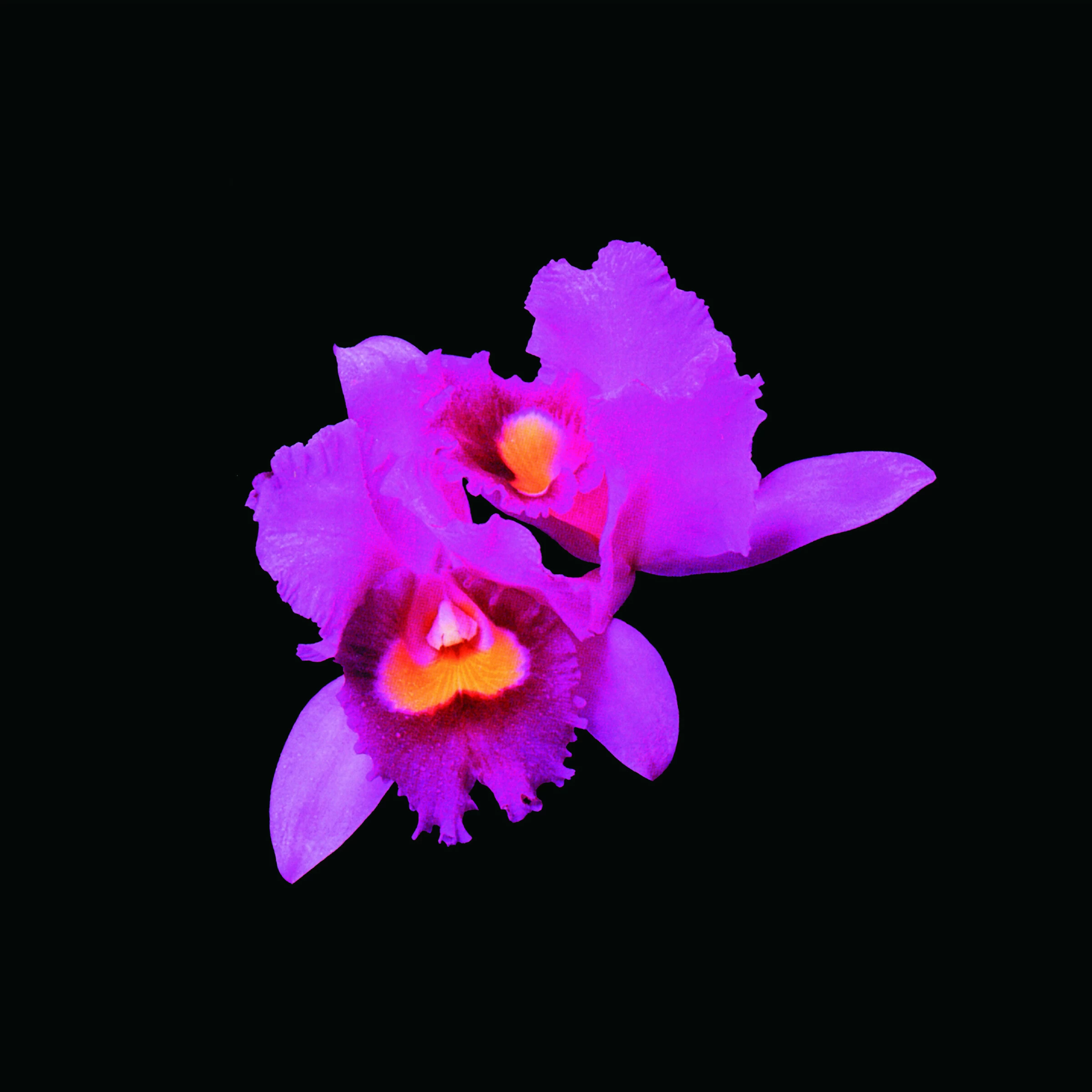 OPETH - Orchid · CD (Progressive Death Metal CDs)