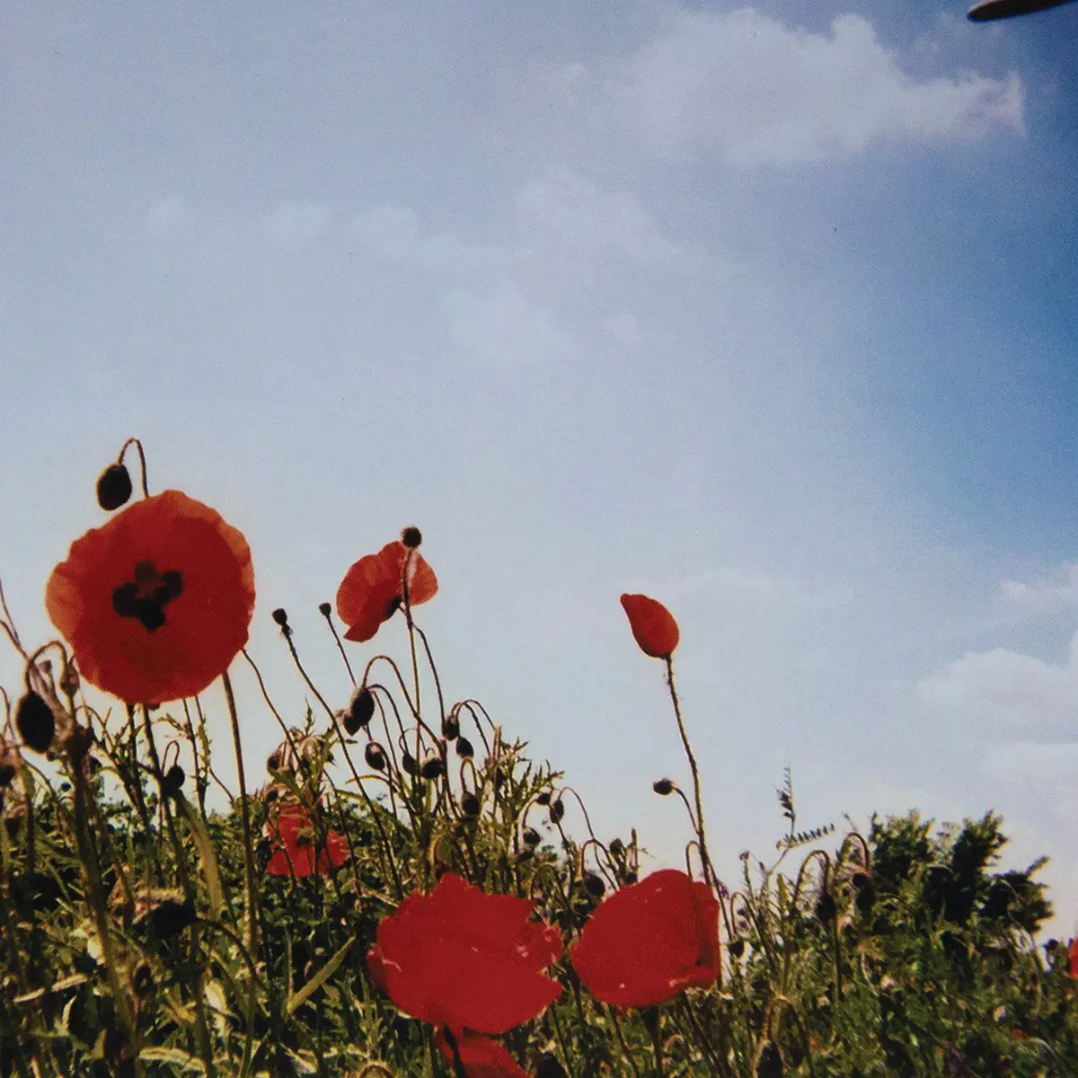 FLUISTERAARS - Bloem [DIGIPAK CD]