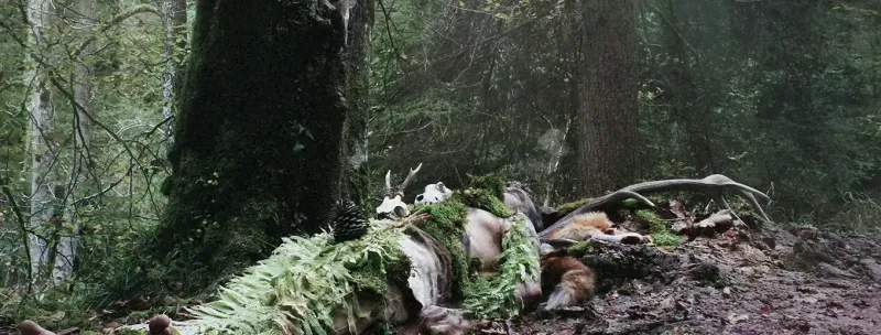 Old Growth | Nature inspired Black Metal · Album