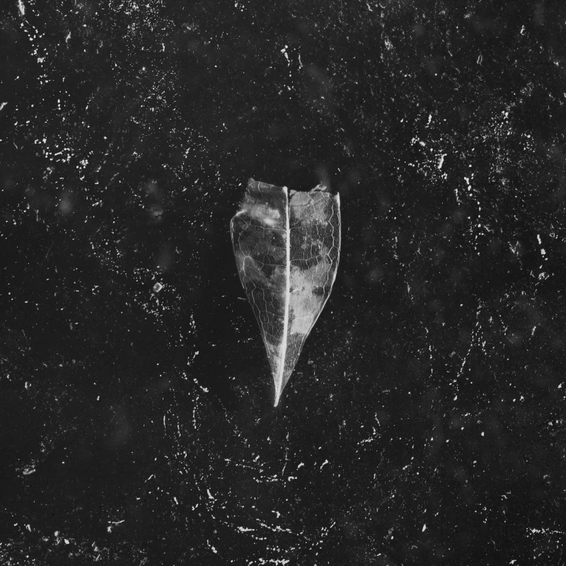 BEES MADE HONEY IN THE VEIN TREE · Aion | BLACK 2LP (Doom Metal/Stoner Rock Vinyl) · Picture 1