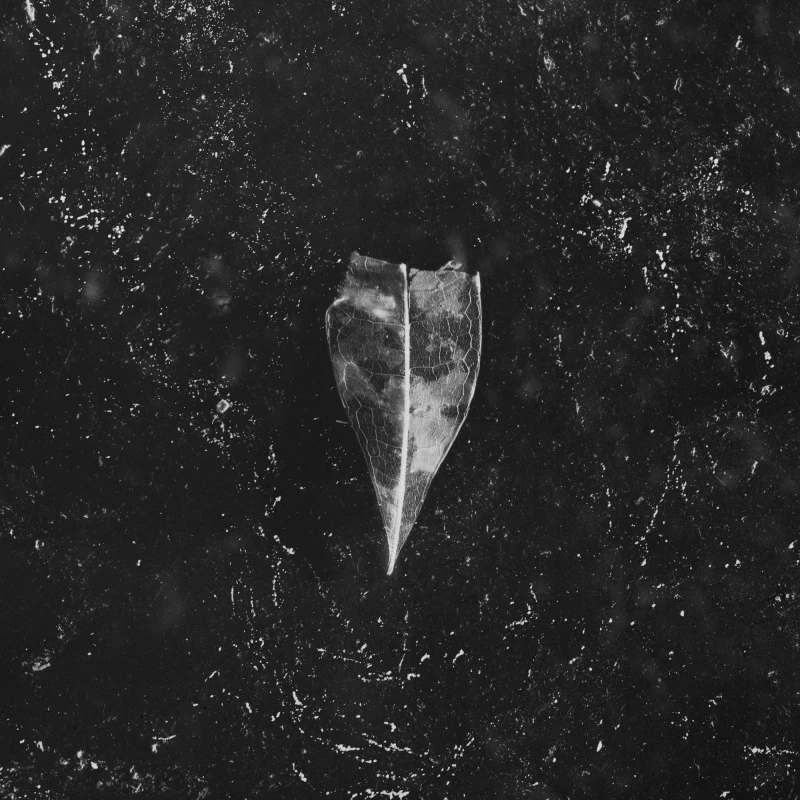 BEES MADE HONEY IN THE VEIN TREE · Aion | BLACK 2LP (Doom Metal/Stoner Rock Vinyl) · Picture 1