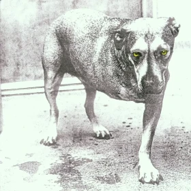 ALICE IN CHAINS · Alice In Chains (30th Anniversary Edition) | YELLOW 2LP (Alternative Rock/Progressive Rock Vinyl) · Picture 1